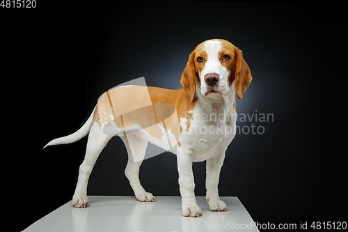 Image of beautiful beagle dog