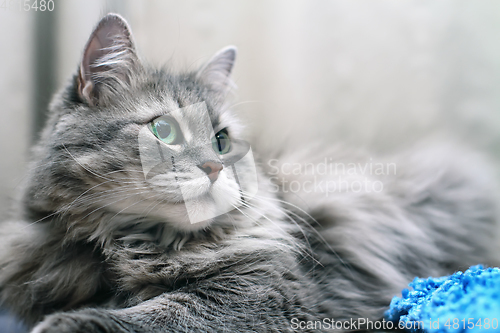 Image of Close-up of Adorable Fluffy Silver Siberian Cat