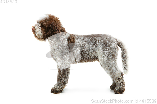 Image of beautiful brown fluffy puppy