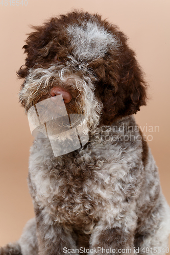 Image of beautiful brown fluffy puppy