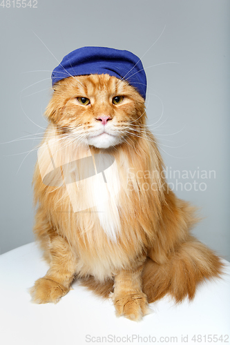 Image of beautiful maine coon cat in hat