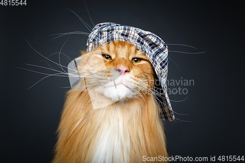 Image of beautiful maine coon cat in hat