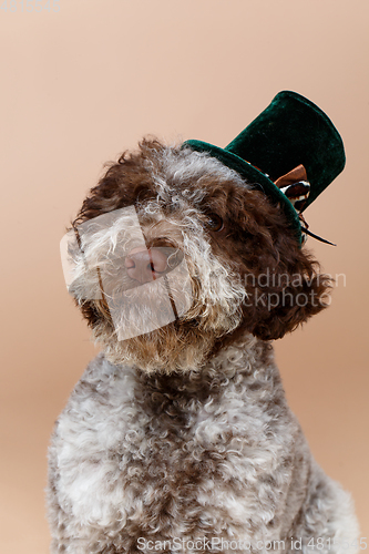 Image of beautiful brown fluffy puppy