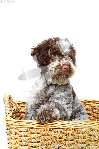 Image of beautiful brown fluffy puppy