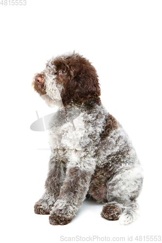Image of beautiful brown fluffy puppy
