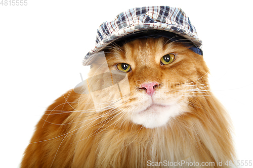 Image of beautiful maine coon cat in hat