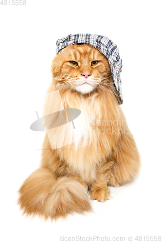 Image of beautiful maine coon cat in hat