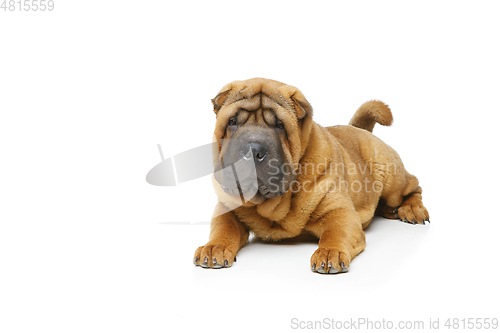 Image of beautiful shar pei puppy