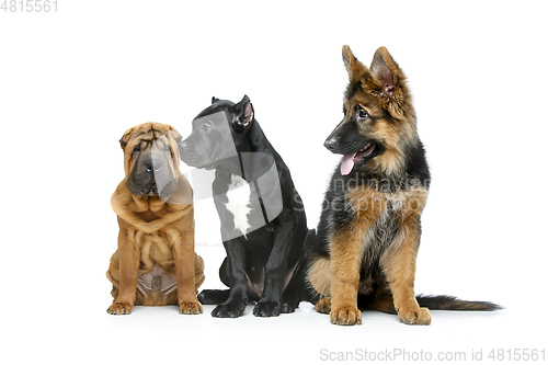 Image of beautiful three puppy dogs