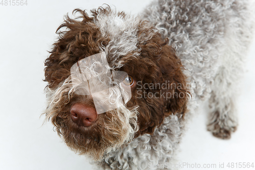 Image of beautiful brown fluffy puppy