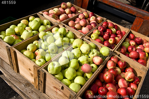 Image of Lots of apples