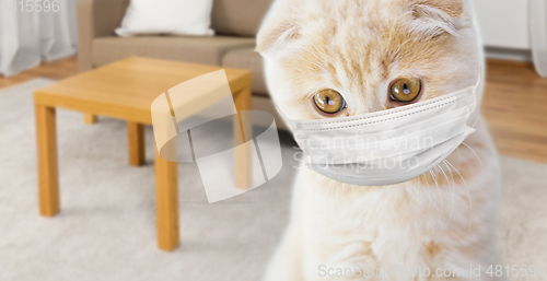 Image of close up of scottish fold kitten in medical mask