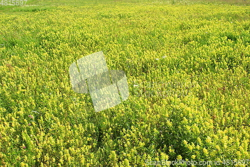 Image of summer field with a lot of Linaria vulgaris flowers