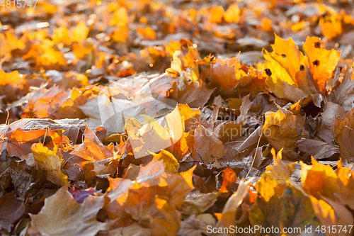 Image of fallen leaves of a maple