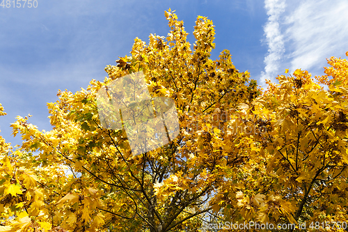 Image of yellowed maple trees in autumn