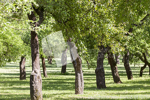 Image of row of trees