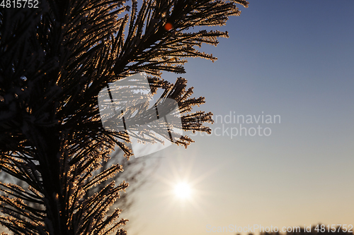 Image of Pines in the rime