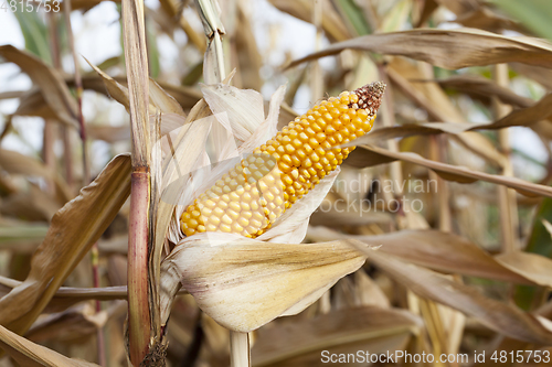 Image of Mature corn