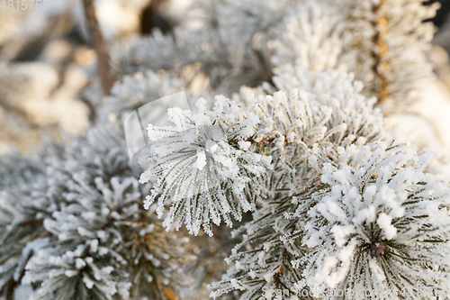 Image of pine branches