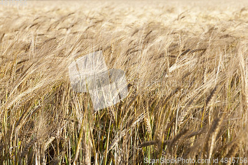 Image of field with mature rye