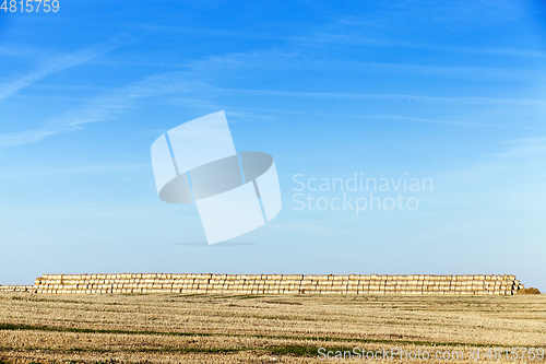 Image of straw after harvest