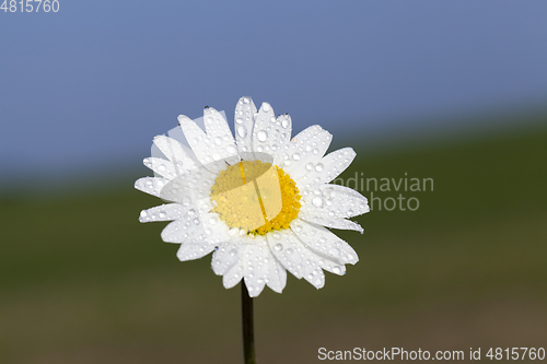 Image of White daisies, close-up