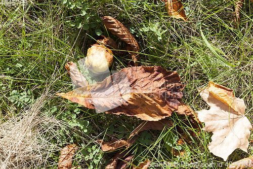 Image of Leaves on the grass