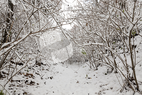 Image of Winter park with snow