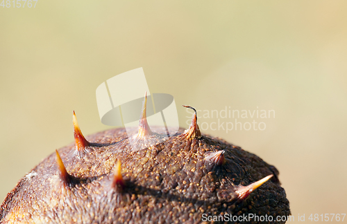 Image of spiny chestnut, details