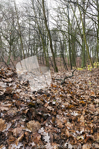 Image of trees in autumn forest