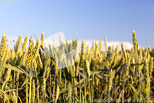 Image of green immature cereals