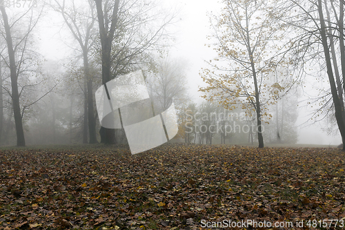 Image of Fog in autumn season