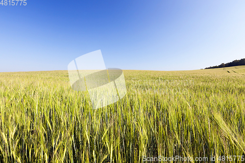 Image of green unripe cereal