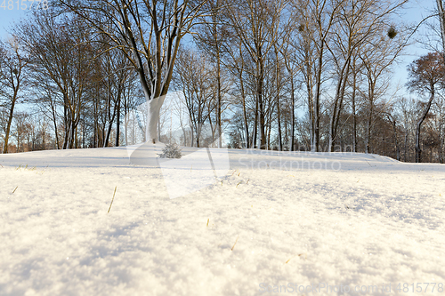 Image of trees in the forest in winter