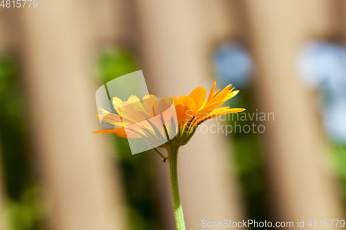 Image of Flowers of calendula