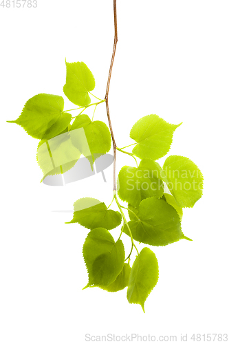 Image of Isolated leaves, close-up