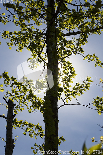 Image of branches in a wood