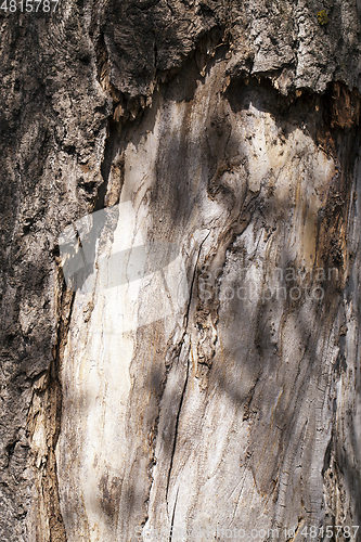 Image of decaying tree trunk