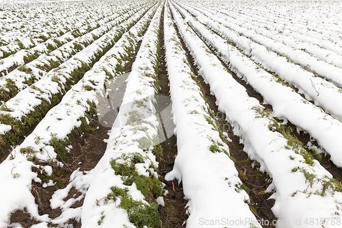 Image of agricultural field