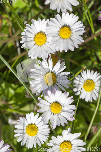 Image of Daisy flowers , top