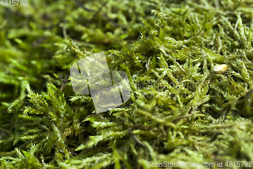 Image of Green moss closeup