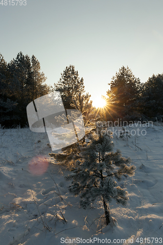 Image of Pine with a frost