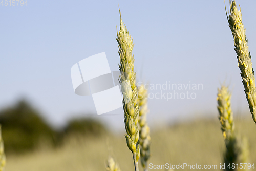 Image of An agricultural field with a crop