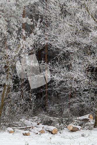 Image of Frost on needles of pine