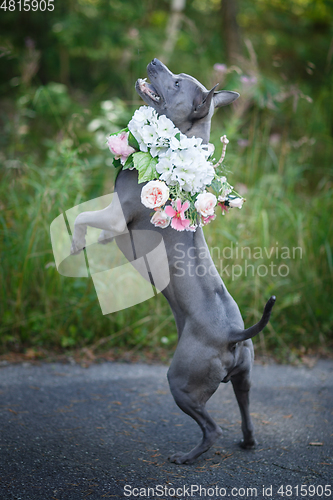 Image of thai ridgeback dog in flower wreath