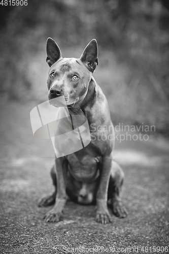 Image of thai ridgeback dog outdoors