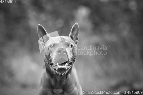 Image of thai ridgeback dog outdoors