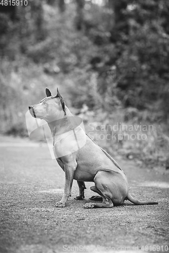 Image of thai ridgeback dog outdoors