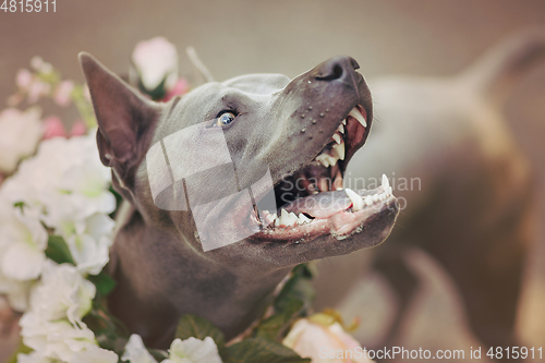 Image of thai ridgeback dog in flower wreath