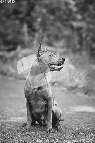 Image of thai ridgeback dog outdoors